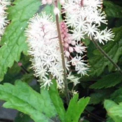 TIARELLA 'Pink Skyrocket' PBR