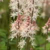 TIARELLA 'Spring Symphony' PBR 1 TIARELLA 'Spring Symphony' PBR -UK Garden Supplies Sales Shop tiarella spring symphony 4200206