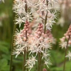 TIARELLA 'Spring Symphony' PBR