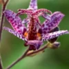 TRICYRTIS Formosana Stolonifera Group -UK Garden Supplies Sales Shop tricyrtis formosana stolonifera group 3