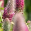TRIFOLIUM Rubens 'Red Feathers' -UK Garden Supplies Sales Shop trifolium red feathers 7010168