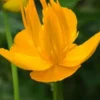 TROLLIUS 'Dancing Flame' -UK Garden Supplies Sales Shop trollius dancing flame 5240465