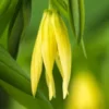 UVULARIA Perfoliata -UK Garden Supplies Sales Shop uvallaria sessilifolia 4090092 2