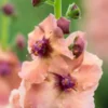 VERBASCUM (Cotswold Group) 'Cotswold Beauty' -UK Garden Supplies Sales Shop verbascum cotswold beauty 6011033