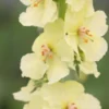 VERBASCUM (Cotswold Group) 'Gainsborough' -UK Garden Supplies Sales Shop verbascum cotswold group gainsborough 1