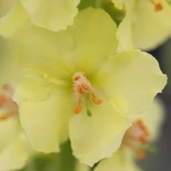 VERBASCUM (Cotswold Group) 'Gainsborough' -UK Garden Supplies Sales Shop verbascum cotswold group gainsborough 4