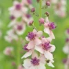 VERBASCUM 'Hardy's Blush' -UK Garden Supplies Sales Shop verbascum hardy s blush