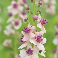 VERBASCUM 'Hardy's Blush'
