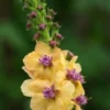 VERBASCUM 'Hardy's Gold'