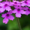 GLANDULARIA 'Seabrook's Lavender' PBR -UK Garden Supplies Sales Shop verbena seabrook s lavender 101569 2