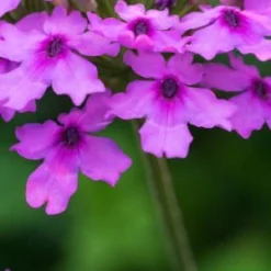 GLANDULARIA 'Seabrook's Lavender' PBR