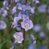 VERONICA Gentianoides Dark Form -UK Garden Supplies Sales Shop veronica gentianoides dark form 5030443
