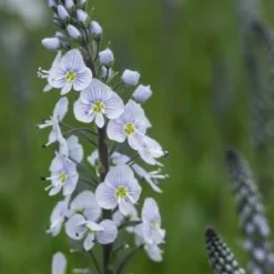 VERONICA Gentianoides X Intermedia