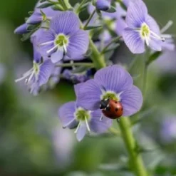 VERONICA Gentianoides 'Mountain Breeze'