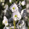 VERONICA Gentianoides 'Tissington White' -UK Garden Supplies Sales Shop veronica tissington white 5140492