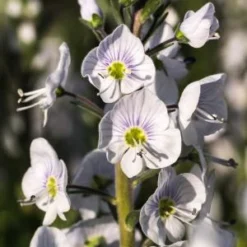 VERONICA Gentianoides 'Tissington White'
