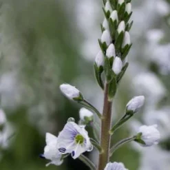 VERONICA Gentianoides 'Tissington White' -UK Garden Supplies Sales Shop veronica tissington white 5150018