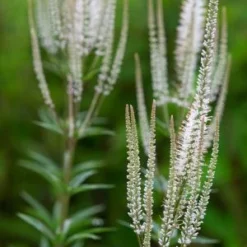 VERONICASTRUM Virginicum 'Album'