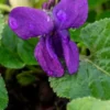 VIOLA 'Baronne Alice De Rothschild' (Vt) -UK Garden Supplies Sales Shop viola baronne alice de rothschild vt 2070562