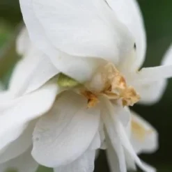 VIOLA 'Conte Di Brazza' (dPvt)