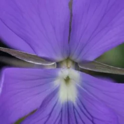 VIOLA Cornuta