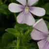 VIOLA Cornuta 'Victoria's Blush' (C) -UK Garden Supplies Sales Shop viola cornuta victoria s blush 5180998