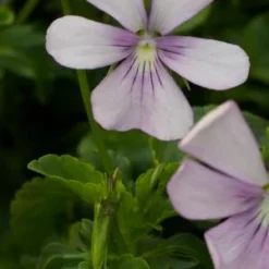 VIOLA Cornuta 'Victoria's Blush' (C)