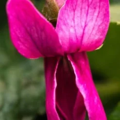 VIOLA Odorata 'Rose'